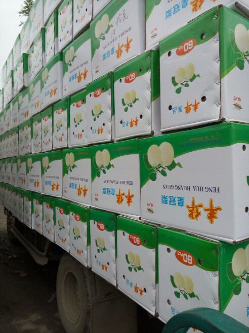 皇冠梨250~300g纸箱