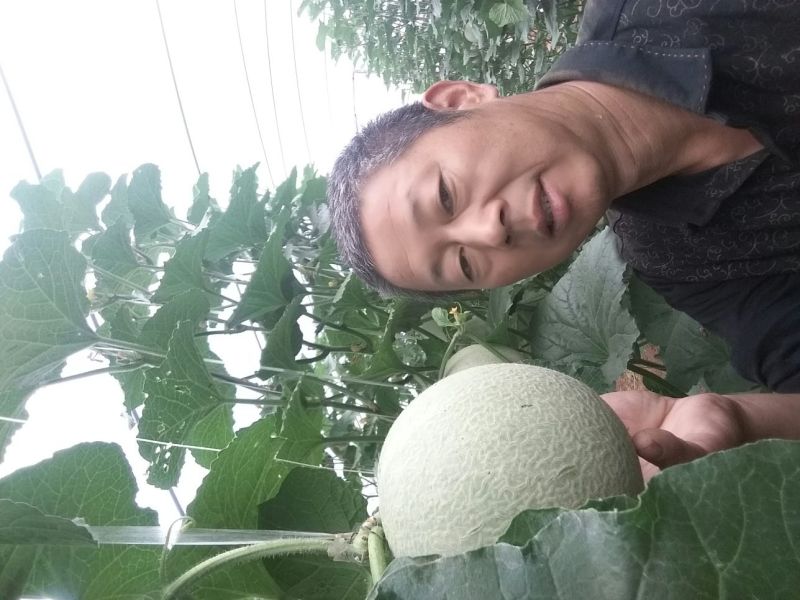 网纹瓜3斤以上长圆形