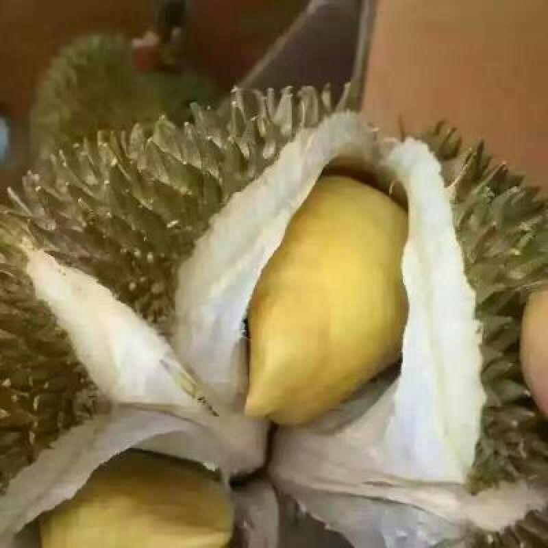 长柄榴莲3~5斤