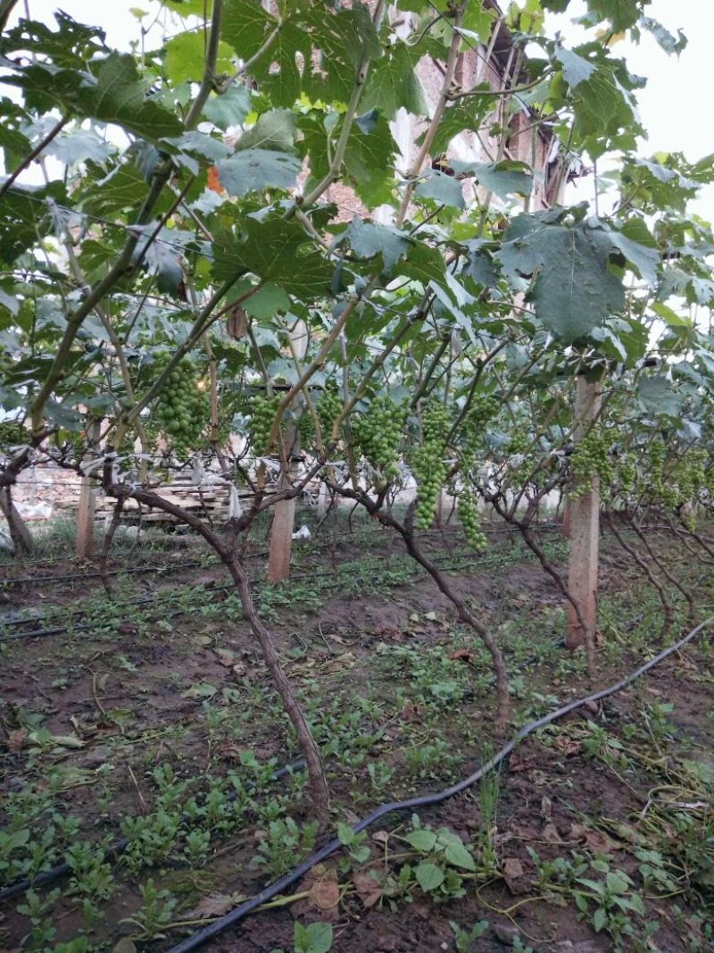 葡萄苗免费提供种植技术指导50~80cm1年