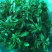 东台荠菜野生荠菜种植荠菜当季时令新鲜蔬菜现挖