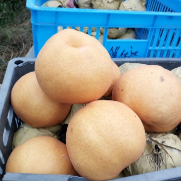 金翠香梨500g以上65mm以上母