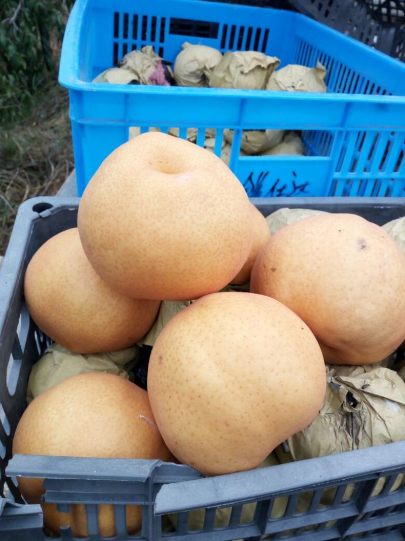 金翠香梨500g以上65mm以上母