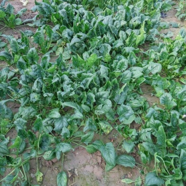 黑叶菠菜15~20厘米