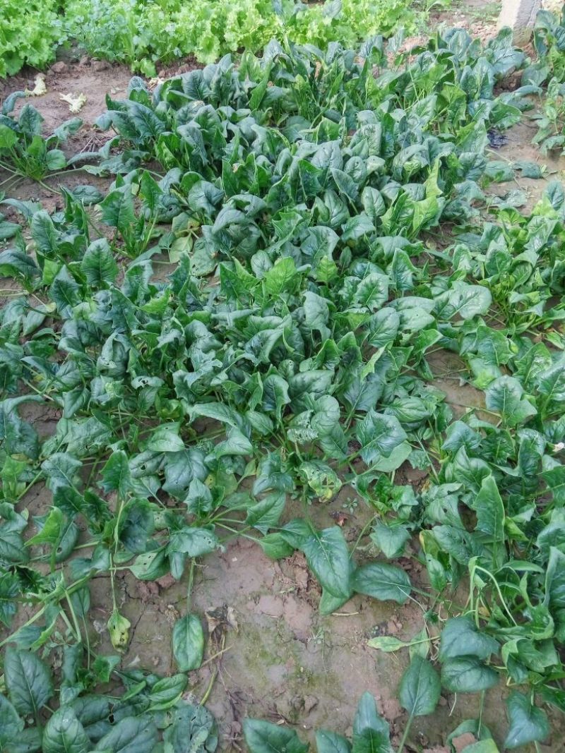 黑叶菠菜15~20厘米