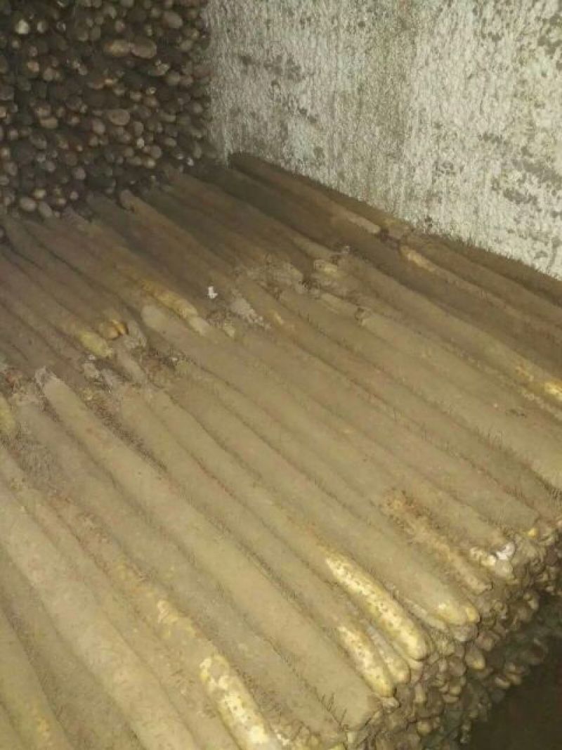 麻山药3~4厘米