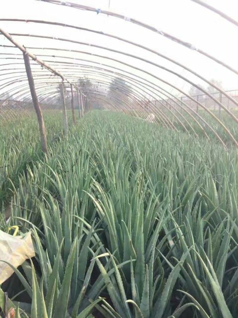 芦荟柱形20cm以上