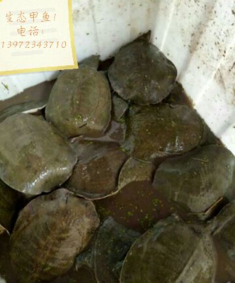 生态甲鱼1.5~2斤