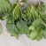 全能菠菜15~20厘米