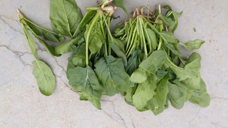 全能菠菜15~20厘米
