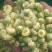 菊花茶