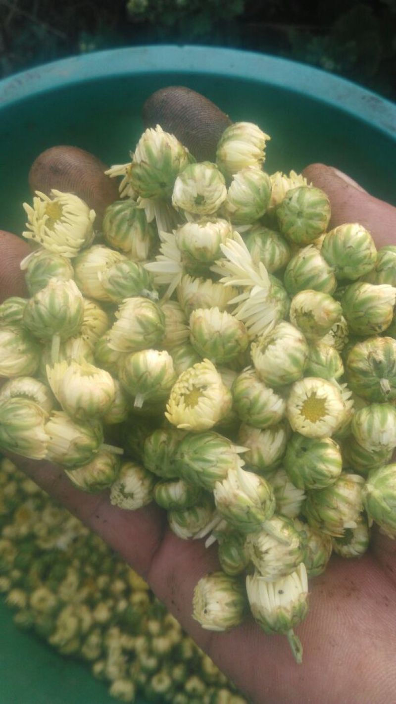 菊花茶