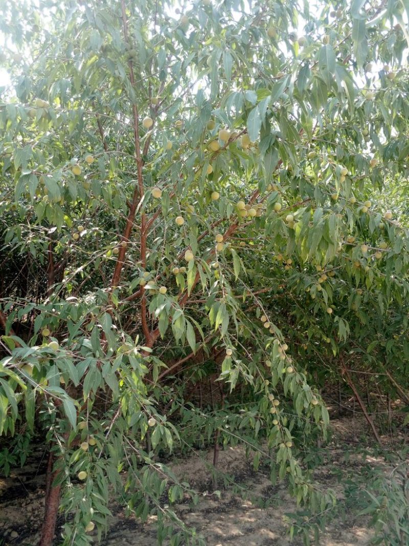 山桃树6~8cm2.5~3米