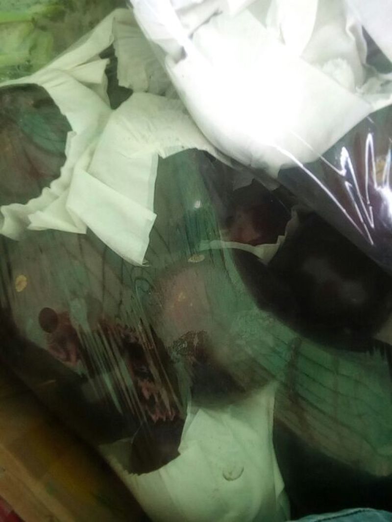 茄子5两以上大量上市