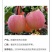 冰糖心苹果75mm以上纸袋