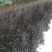 大叶香樟2~4cm4cm以下2.5~3米