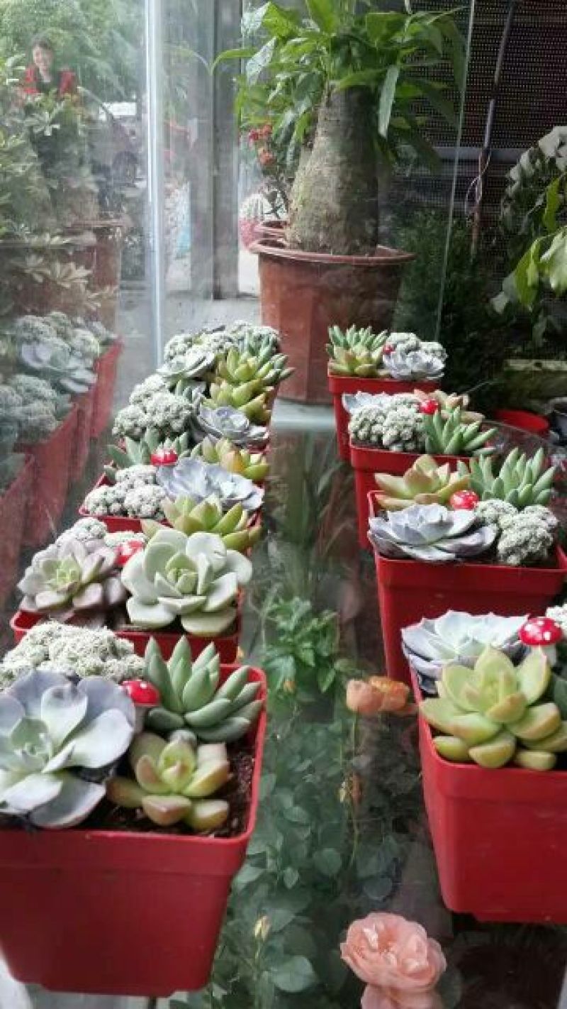 多肉植物带盆栽好