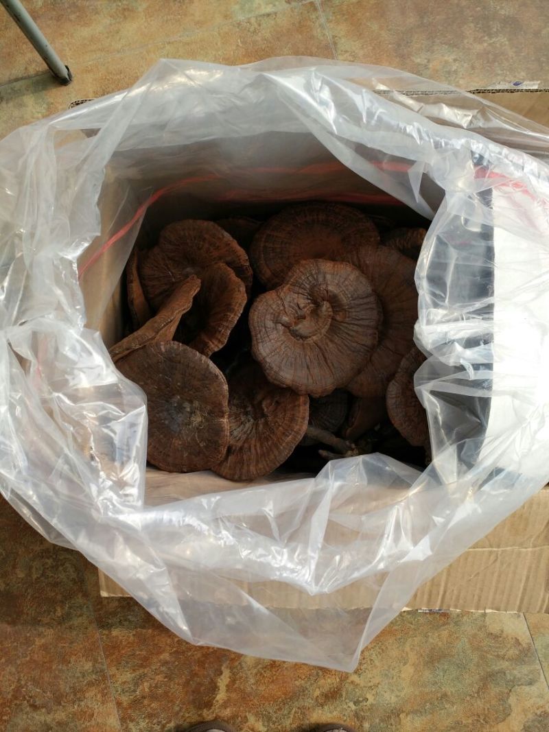 灵芝30~35公分