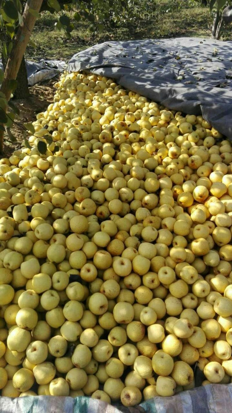 砀山梨300~350g纸箱