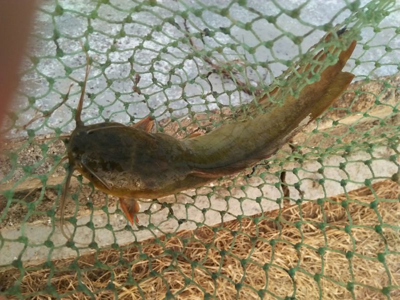 土鲶鱼食用