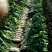 白萝卜1.5~2斤起