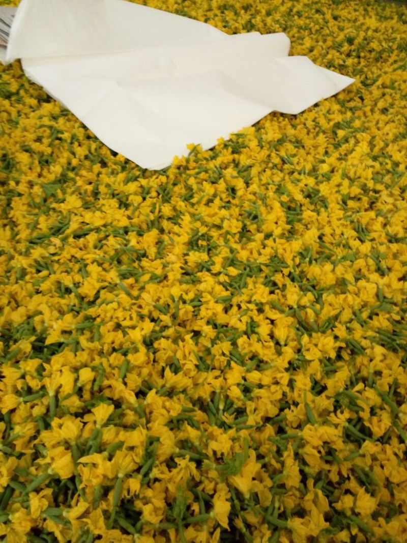 精品鲜花青瓜花黄瓜花