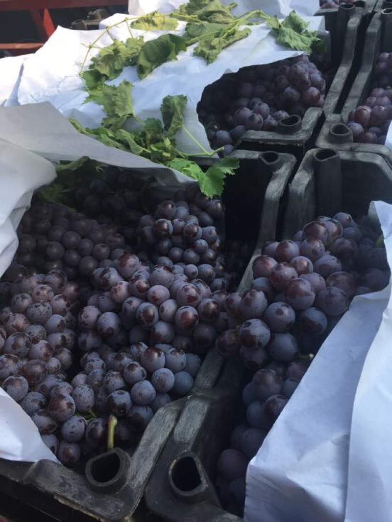 玫瑰香葡萄全黑全红饮料厂葡萄酒厂用大量上市提供预冷服务