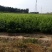 中秋蜜桃树苗80cm以上