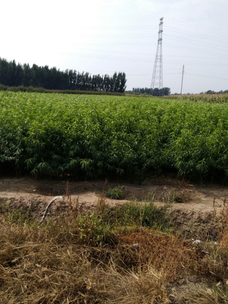 中秋蜜桃树苗80cm以上