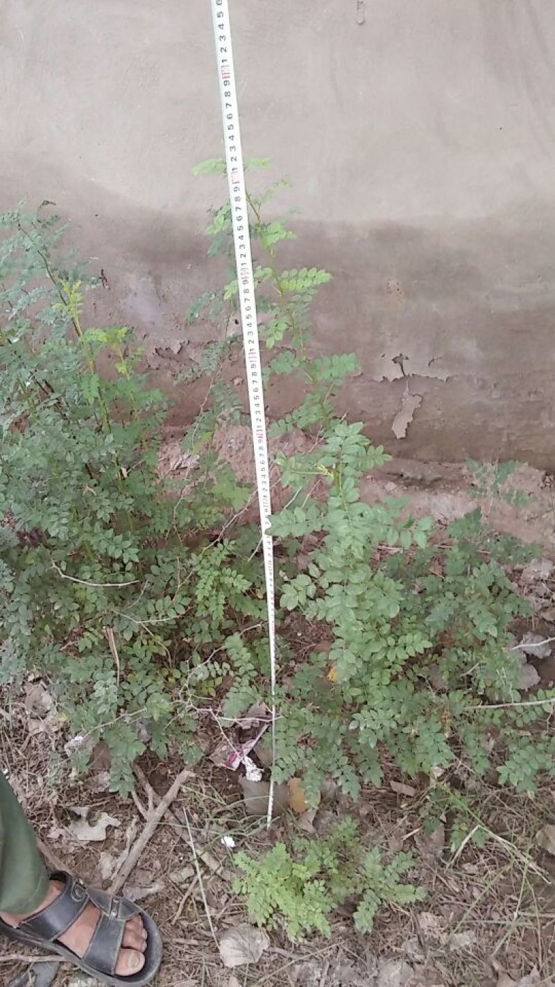 刺梨苗30~50cm