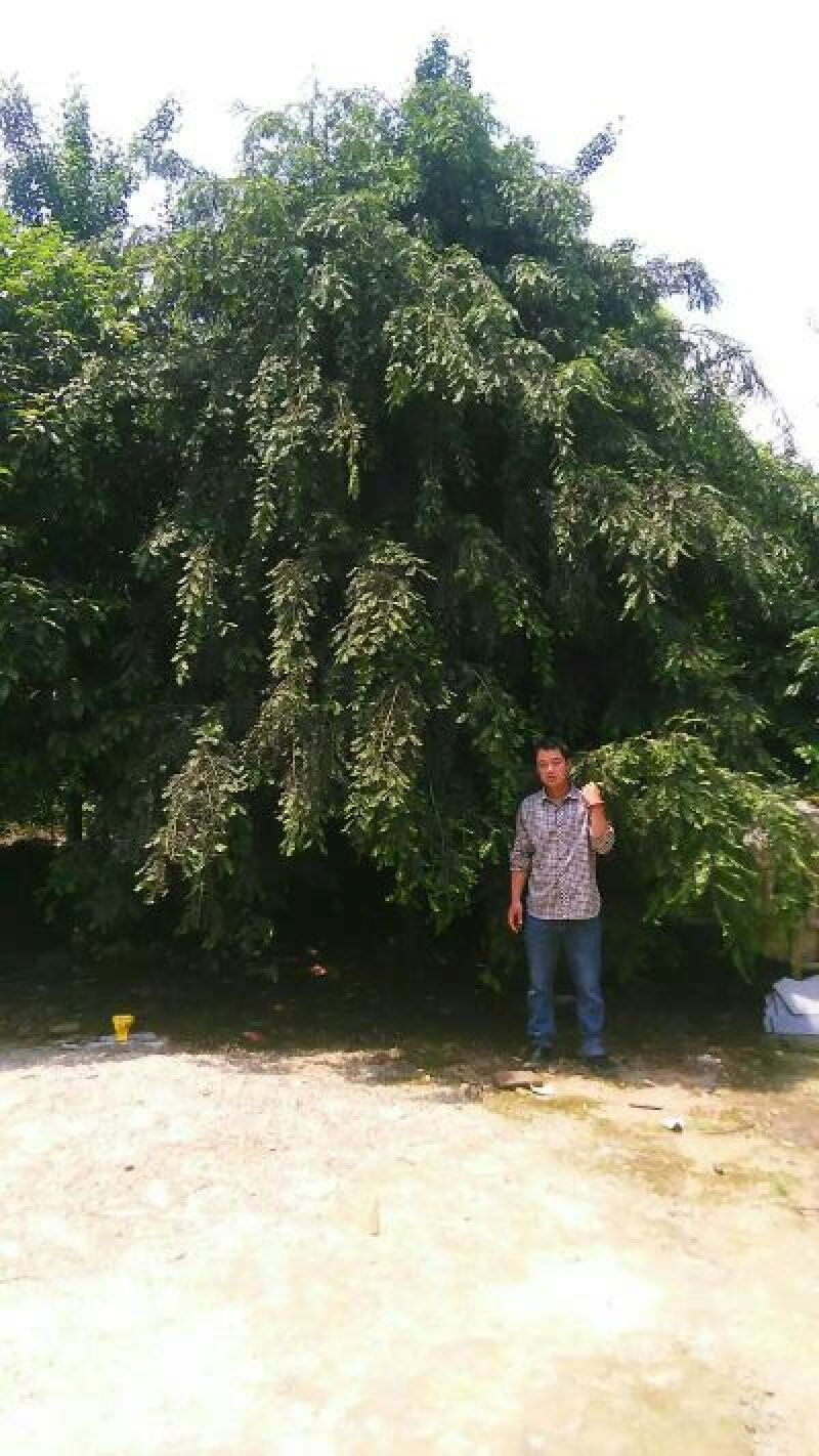 红豆杉树桩25~30cm