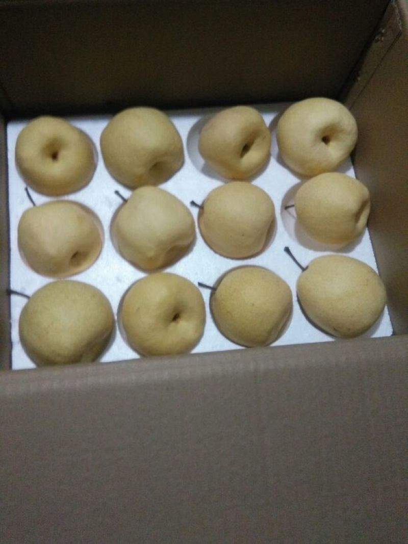 贡梨450~500g纸袋