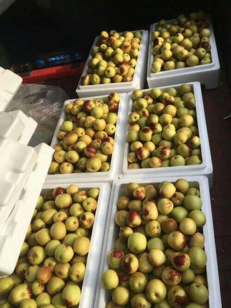 脆甜沾化冬枣新鲜水果大棚露天上货