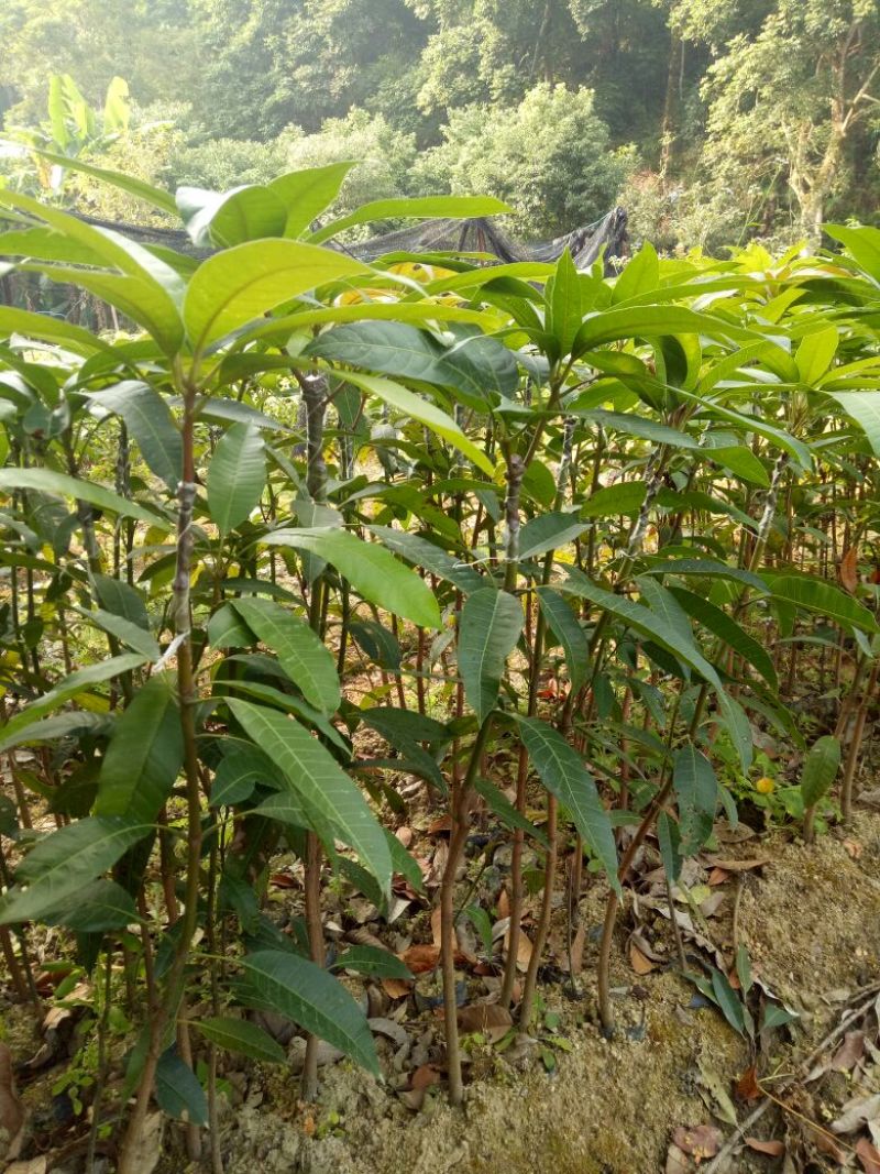 金煌芒树苗1m以下