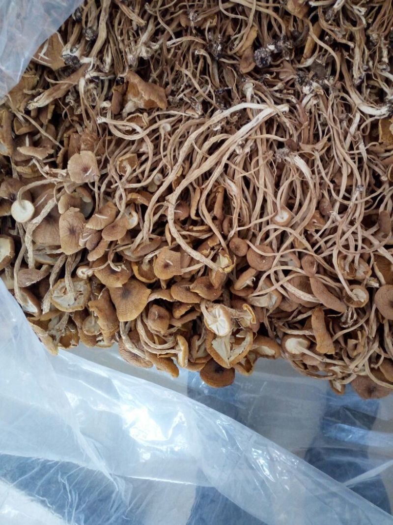 【广昌3号】茶树菇开伞无包心干货产地直销供货量充足