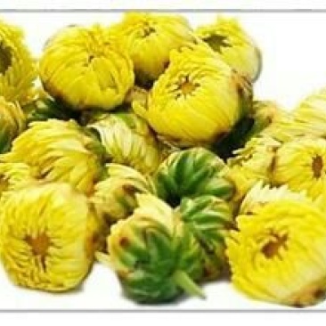 皇菊0.5米以下