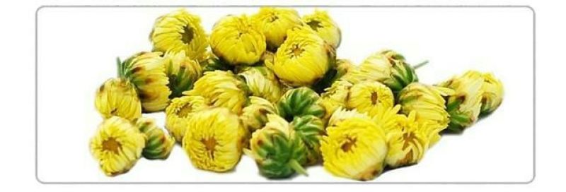 皇菊0.5米以下