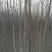 丝绵木261~300cm