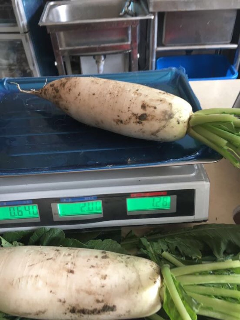 301白萝卜