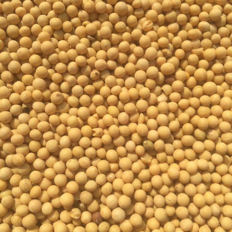 黄豆