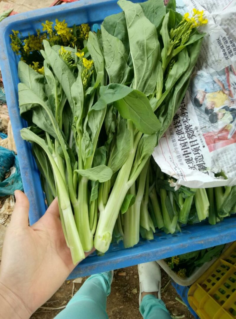 菜苔