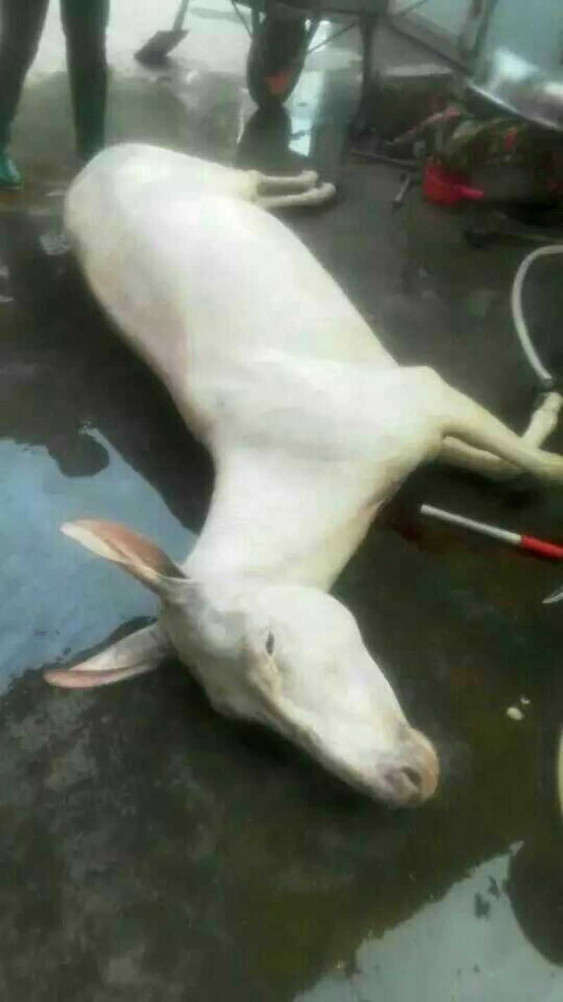 驴肉鲜货