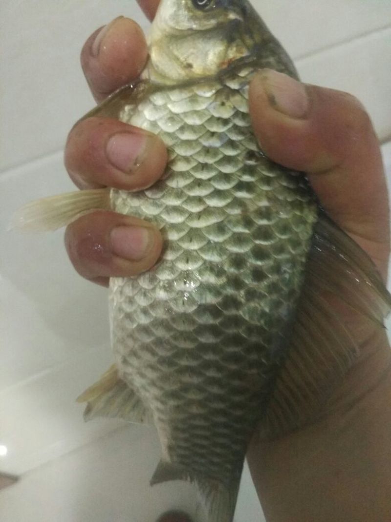 黄金鲫食用
