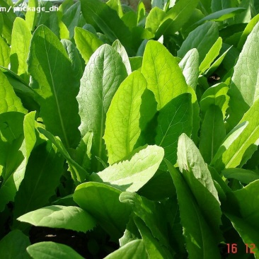 油麦菜25~30厘米以上