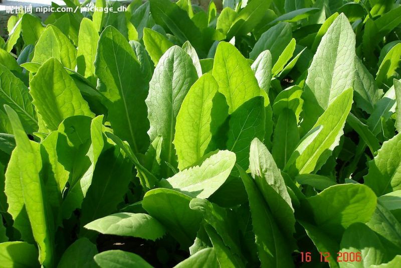油麦菜25~30厘米以上