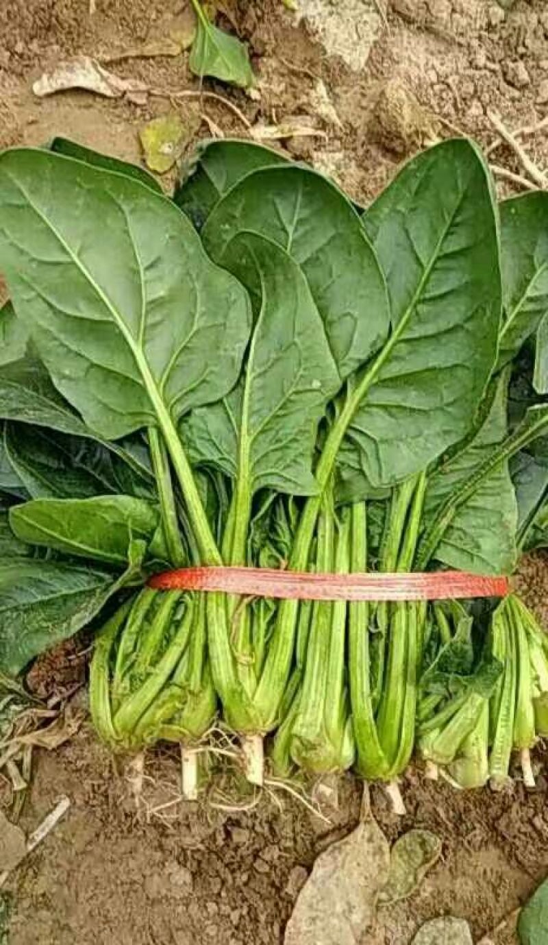 大叶菠菜20~25厘米