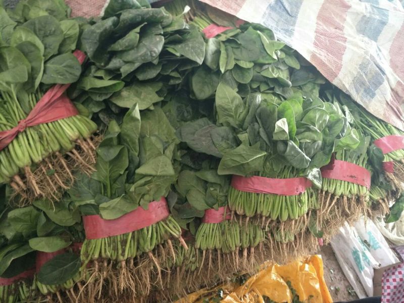 大叶菠菜20~25厘米