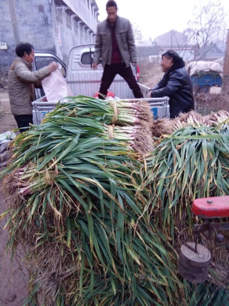 红根蒜苗50~60cm