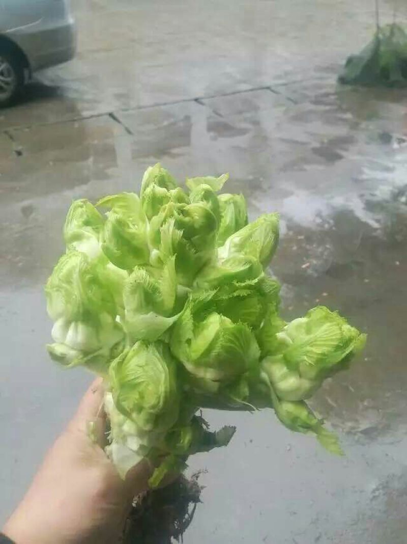 儿菜5两以上