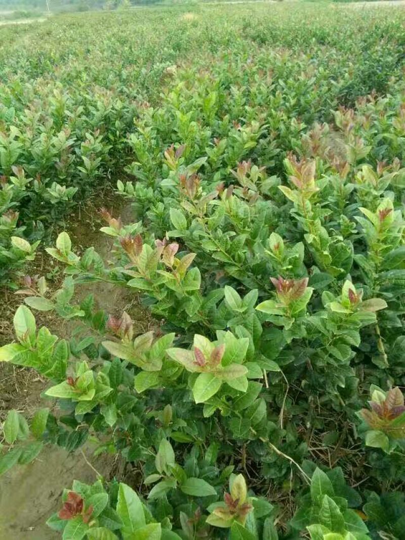 柠檬苗30~50cm